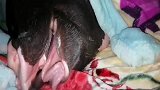 感谢淘宝卖家欺骗了我，这“小香猪”现在值块了！