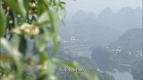 老广的味道打桂花看似简单粗暴，实则是绵里藏针