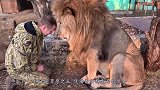 狮子被毒蛇咬中，瞬间陷入癫狂，同伴目睹却无力救援