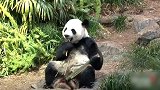 要断炊了？中国旅加大熊猫面临“断粮”：鲜竹供应只到9月