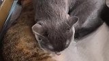 猫：别睡了，快起来吃饭了！