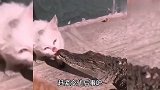 【搞笑配音】鳄鱼 大哥，我是鳄鱼 猫咪 在我眼里你就是一条鱼