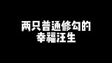 这是两只幸福的修勾