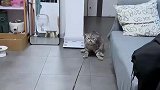 钓到一只肥猫，10斤的猫，20斤的反骨
