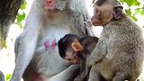 猴妈心疼的抚摸猴宝的伤口，仿佛在说：可怜我的娃
