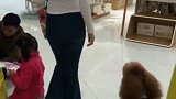 汪星人买新衣服笑了
