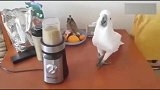 主人按下料理机开关那一刻，鹦鹉开启了疯狂模式！