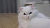 雪白小猫咪上线，可爱的小模样，好想抱一抱！
