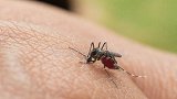 动物权利人士建议人类为蚊子献血：它们要养幼虫