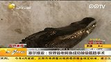 塞尔维亚：世界最老鳄鱼成功接受截肢手术