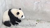 大熊猫藏在墙角哭泣，饲养员走过去一看：我滴个乖乖你这是弄啥了