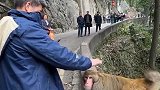 游客逗弄猴子，结果一言不合就打起来了，太猛了！