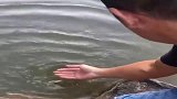 手掌在水面轻轻拍打了几下，万物皆有灵性