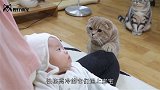 猫咪哄宝宝睡觉，请注意猫咪的举动，看完也想养一只
