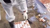 没有被孵化出来的鸡蛋，全部都往垃圾坑里倒