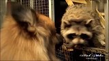 “这就是爱！”宠物小浣熊和狗狗形影不离