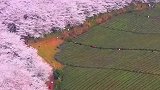 花会重新开，人也会重逢