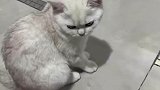 猫都有小金库了，而我还是个月光族