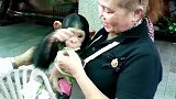 一只很乖巧的小猩猩，依偎在管理员的怀抱中，幸福的成长！