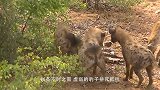 数十只狼围攻一头野牛，野牛同伴直接送它归西，真猪队友！
