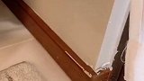 猫粮已经不能满足糊糊了……他的最爱竟然在热爱霸屏榜 百事可乐