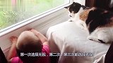 宝宝几次三番招惹猫咪，就看一猫一娃此时的互动，好玩了