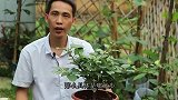 养三角梅，在生长期做好3步，到花期猛开花
