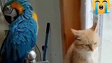 这可能是最惨的一直猫咪，竟然被鹦鹉这样欺负，真的是太搞笑了！