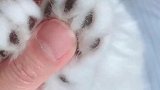 一定要及时给猫咪剪指甲哦