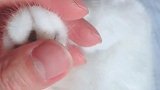 一定要及时给猫咪剪指甲哦