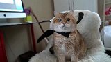 青岛网友给自家猫咪穿了蝙蝠侠外套后，瞬间霸气了不少