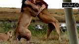 野生动物生死大战,比任何电影都精彩