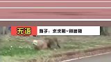 猴子野区单抓狗头