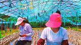 华亭市半年重点工作巡礼  上关镇！田园风光无限好 绿水青山我的家 农村生活