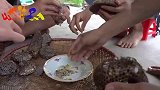 在蜂巢中取出来的蜂蛹，放进锅中炒熟，吃起来满嘴的蛋白质！