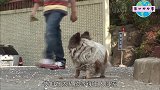 现实版忠犬八公，狗狗为等主人在原地坚守十年，让人心酸不已