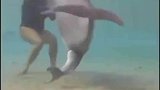 海豚分娩生小海豚全过程，一出生就会游泳