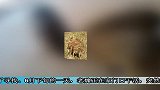 离奇母猪出走数月后领回13头野猪娃