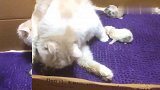 猫妈妈生产，再难受也要忍着，母爱真伟大