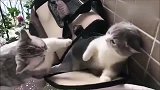 小奶喵打架“我打洗你,打打打”“来啊,谁怕谁”