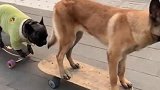 被柴犬养大的法斗，无论做什么柴犬都要带着它，好基友啊