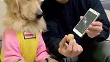 吃核桃有点费手机啊