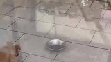 狗狗吃完饭，把碗舔干净然后倒扣