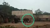 长沙生态动物园大象踩死驯兽员：狂躁大象引人群不断哀叹