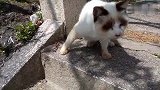 布偶猫也出来流浪猫咪双目失明，尾巴也断了
