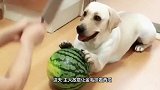 当狗狗看到主人三天没洗的臭脚时，瞬间目露凶光，太搞笑了
