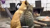 这些都是男生偏爱的猫咪，你喜欢哪只？