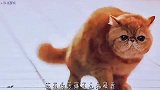 我被我的猫绑架了