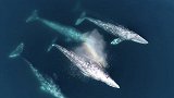 航拍灰鲸震撼迁徙过程：庞大鲸群集体前行 换气时喷出绚丽彩虹