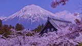 富士山终究留不住要落的樱花